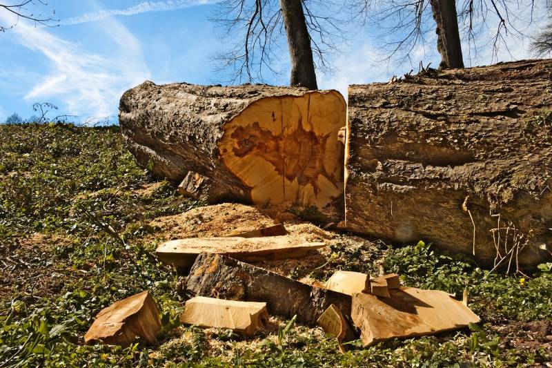 Entreprise d'élagueur pour abattage d'arbre en urgence à Lyon